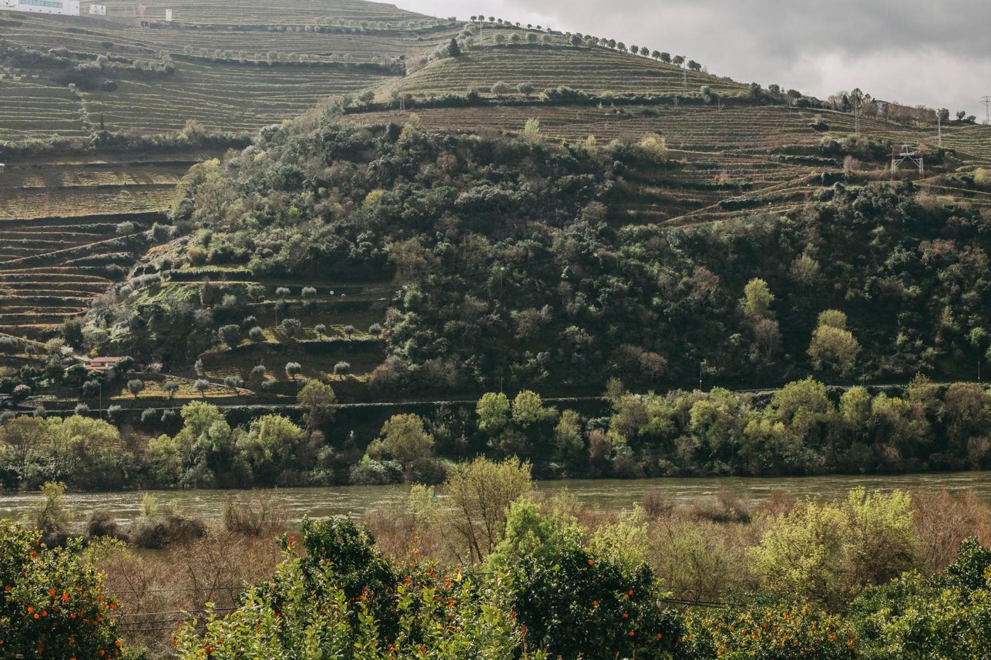 Torel Quinta Da Vacaria - Douro Valley ペーゾ・ダ・レーグア エクステリア 写真
